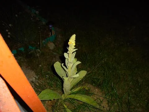 Denseflowered mullein flowering spike in backyard garden at night Stock Photos