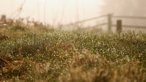 Densely covered with dew drops green grass. Smooth movement Stock Footage 76395373
