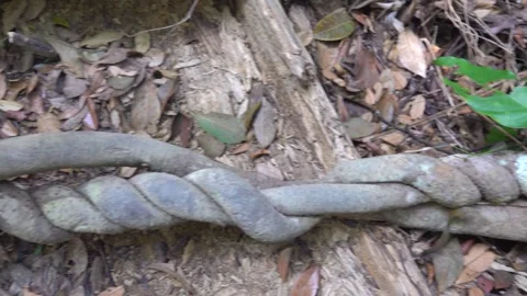 A densely entwined vine. Stock-Footage 328013301