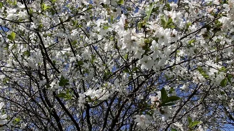 Densely flowering apricot tree on a background of blue sky Stock Footage 90977386