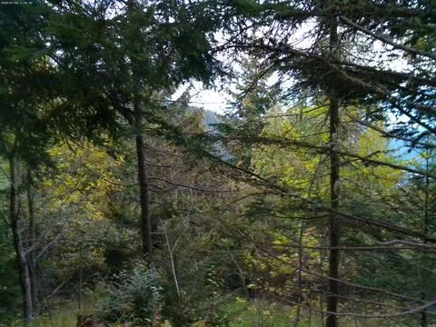 Densely growing trees of a mixed forest Foto stock