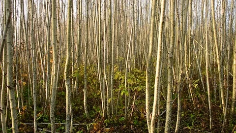 Densely growing young alder Stock Footage 118430358