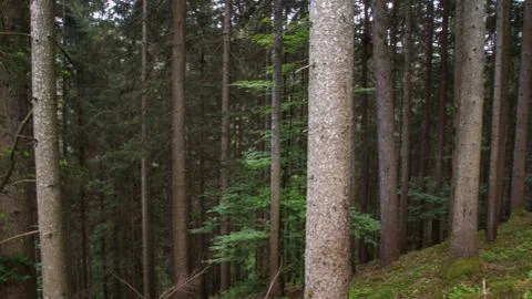 Densely grown forest Stock Photos