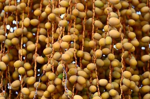 Densely hanging clusters of fresh dates ripening on a date palm tree Stock Photos