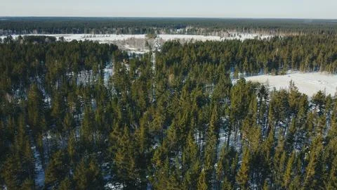 Densely overgrown coniferous forest Stock Photos