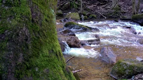 Densely overgrown with moss green thick tree trunk on the bank of the stream Stock Footage 171415827