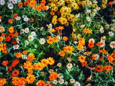 A densely packed bed of vibrant orange, yellow, and white flowers with green  Stock Photos