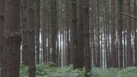 Densely packed forest scape Stock Footage 112970553