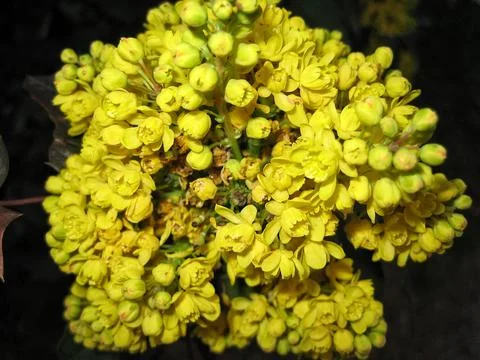 Densely Packed Tiny Blossoms. Vibrant Garden Scene Emphasizing Nature And E.. Stock Photos