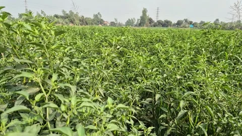 ​Densely Planted Chili Field Landscape In Rural Bangladesh Vidéo 338314064