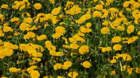 Densely planted dandelions in early spring Stock Footage 159124923