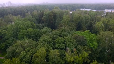Densely planted forest in the central park of Moscow Sokolniki. Roads in the Stock Footage 93819301