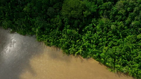 Densely Rainforest in the Amazon Stock Footage 247808879