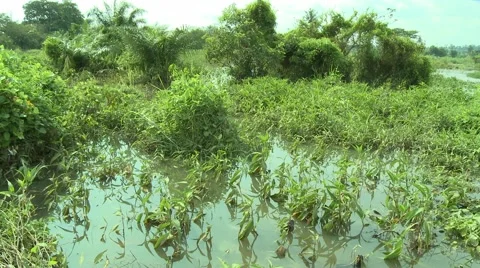 DENSU RIVER MARSH Stock Footage 58930396