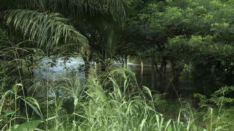 DENSU RIVER THROUGH GREENERY Stock Footage 58106520