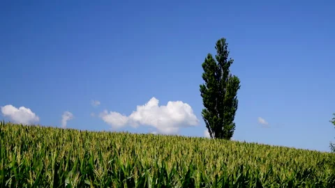 Dent Corn and Poplar Trees Stock-Footage 332254238