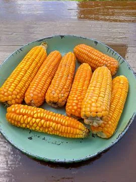 Dent corn on tray. raw dent corn Stock Photos