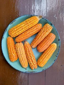Dent corn on tray. raw dent corn Stock Photos