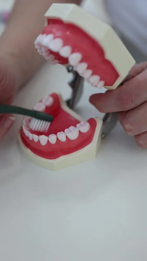 Dental brushing training model Stock Footage 334521467