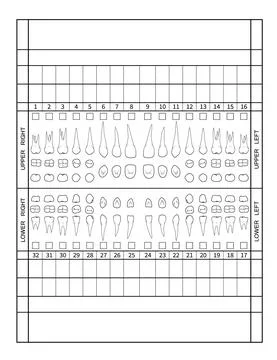 Dental chart. Human teeth with roots numbering chart for adult teeth. Dentist Stock Illustration