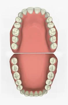 Dental Chart Stock Illustration