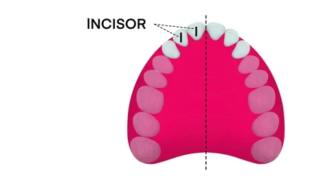 Dental chart showing the upper teeth structure Stock Footage 318163191