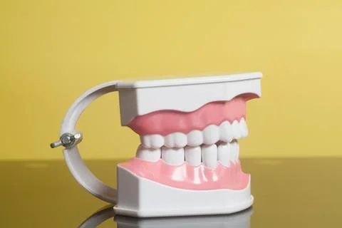 Dental human teeth model Stock Photos