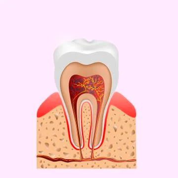 Dental infographic. The structure inside and the tooth diagram and chart Stock Illustration