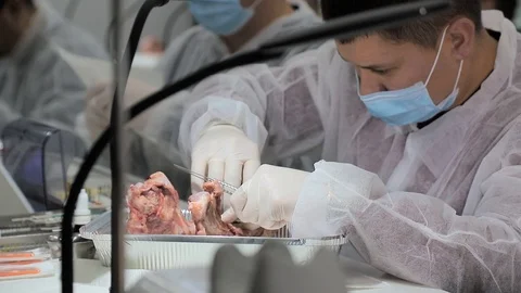 A dental Intern trainee practices his skills on a pig's jaw. The dentist tests Stock Footage 123472318