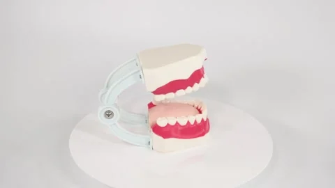 Dental jaw model rotates 360 degrees on white background showing healthy te.. Stock Footage 333487958