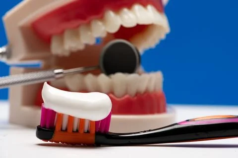 Dental model with clean teeth enamel. Dental care with oral hygiene teeth. .. Stock Photos