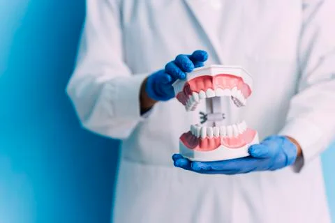 Dental model of jaw. Stock Photos