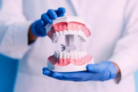Dental model of jaw. Stock Photos
