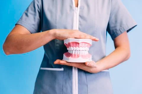 Dental model of jaw. Foto stock