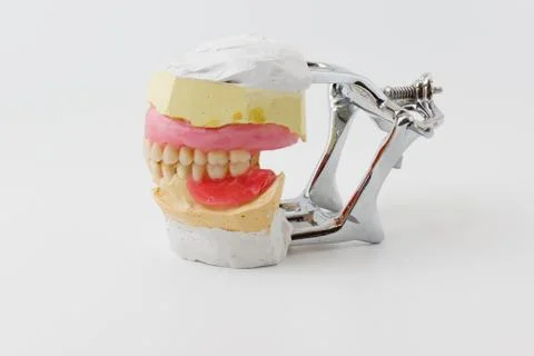 Dental model Stock Photos
