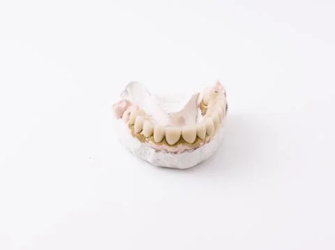 Dental model Stock Photos