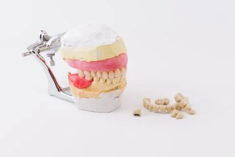 Dental model Stock Photos