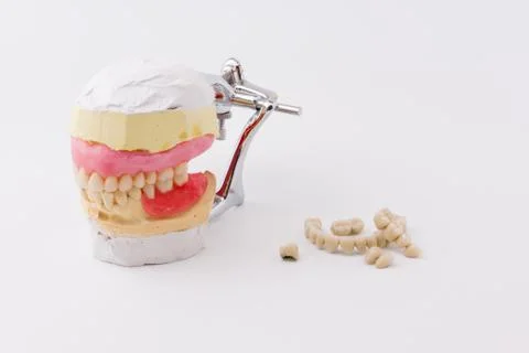 Dental model Stock Photos