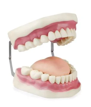 Dental model Stock-Fotos