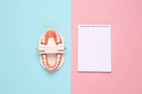 Dental model with teeth and a notepad on pastel background Stock Photos