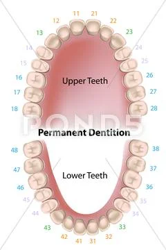 Dental notation permanent teeth Stock Illustration