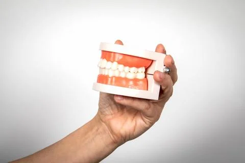Dental pattern in hand on white backgound. Free space for text Stock Photos