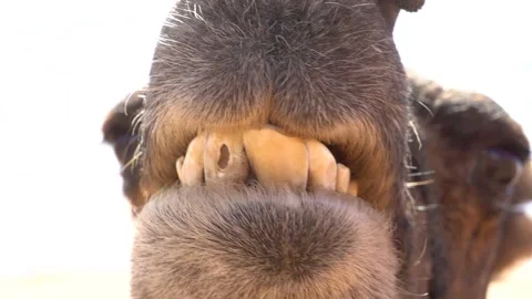 Dental Problems of The Dark Brown Camel Stock Footage 147738611