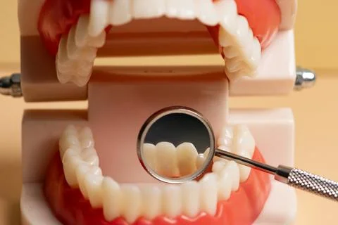 Dental prosthesis with dentures teeth model. Dental care with oral hygiene .. Stock Photos