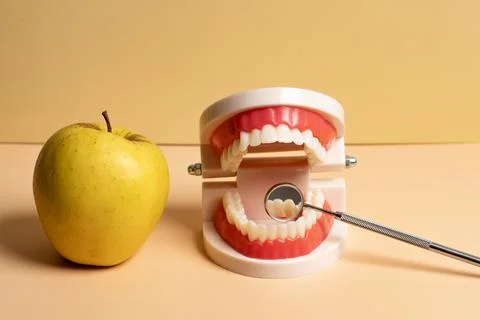 Dental prosthesis with dentures teeth model. Dental care with oral hygiene .. Stock Photos