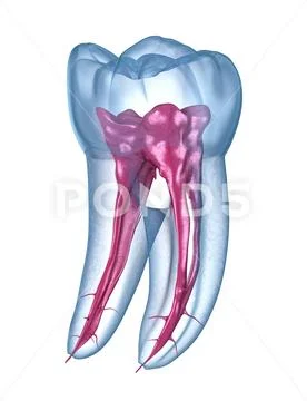 Dental root anatomy - First maxillary molar tooth. Medically accurate ...