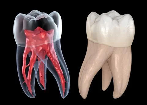 Dental root anatomy - First maxillary molar tooth. Medically accurate dental Illustrazione stock