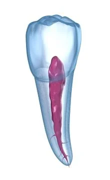 Dental root anatomy - Mandibular Second premolar tooth. Medically accurate de Stock Illustration