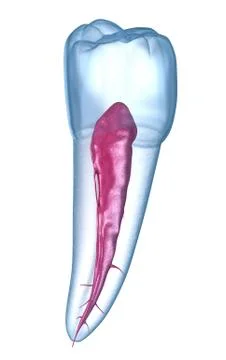 Dental root anatomy - Mandibular Second premolar tooth. Medically accurate de Stock Illustration