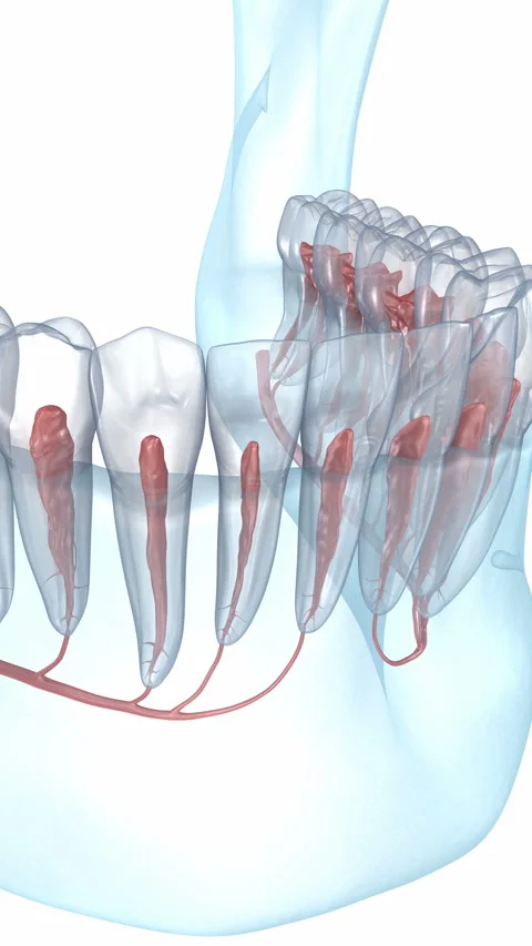 Dental root anatomy, Xray view. 3D Animation Stock Footage 314537404